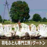 羽毛布団に使われる水鳥羽毛は、アイスランドや北ヨーロッパの