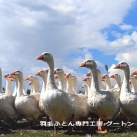 水鳥から採取される羽毛の種類はアイダーダック、マザーグース