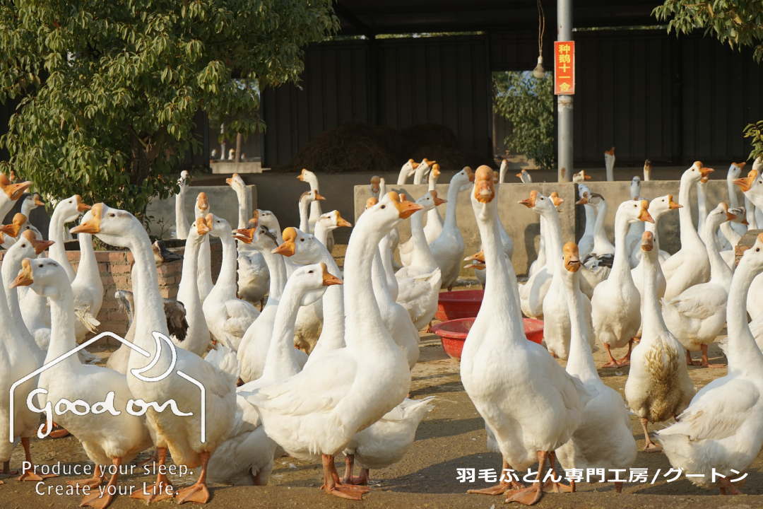 中国安徽省産ライオンヘッドグース