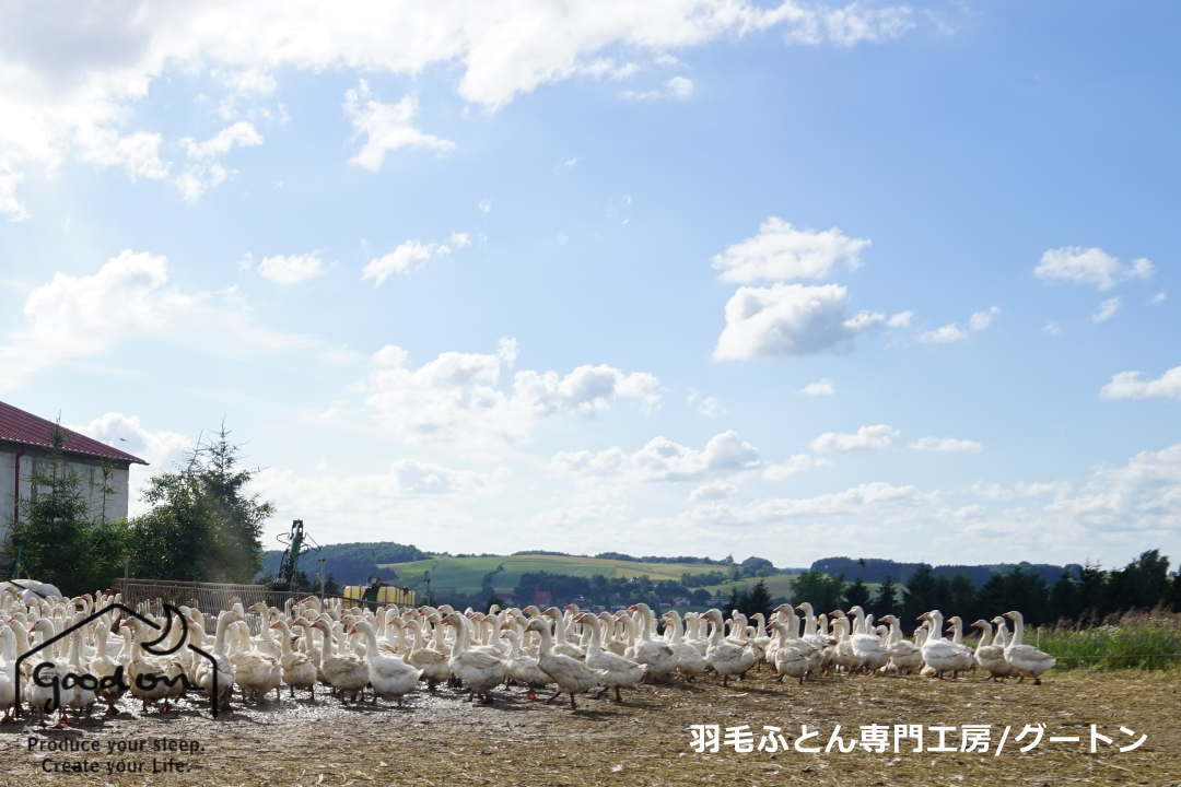 ポーランド産マザーグース「コウダ種」