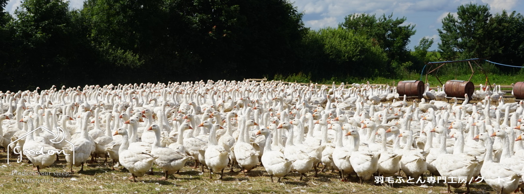 ポーランドの水鳥農場に飼育されている鵞鳥・グース