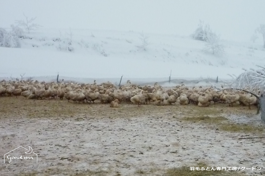 冬のポーランドの農場。厳しい寒さの中でのマザーグースたち。
