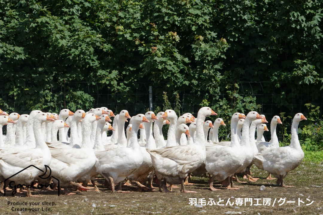 水鳥から採取される羽毛の種類はアイダーダック、マザーグース