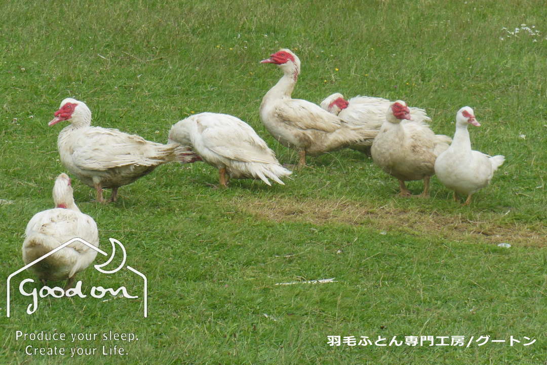 ホワイトダックの農場風景