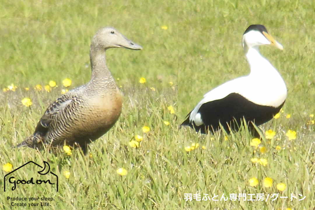 水鳥から採取される羽毛の種類はアイダーダック、マザーグース