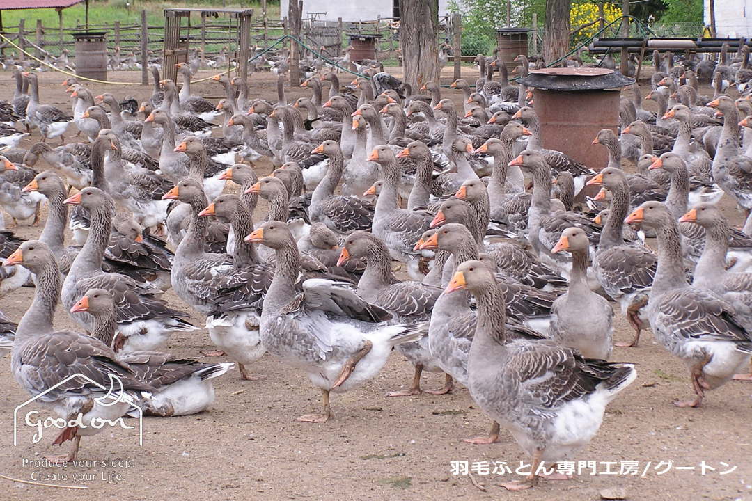 有色種のシルバーグースたち