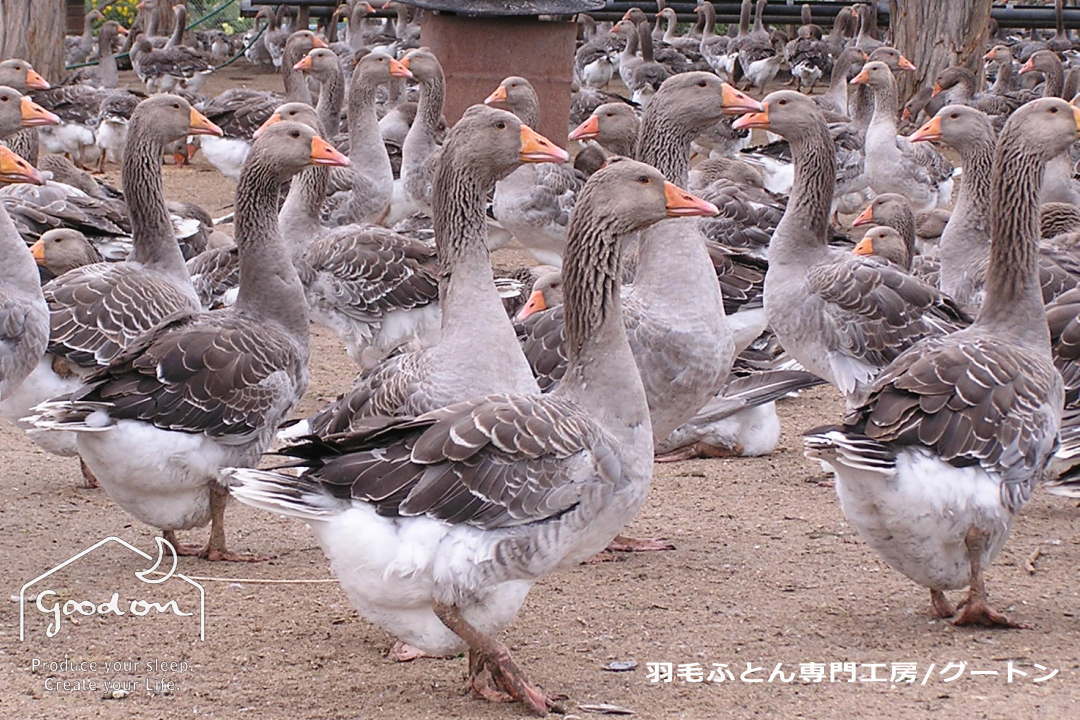 ハンガリーのシルバーグース鵞鳥