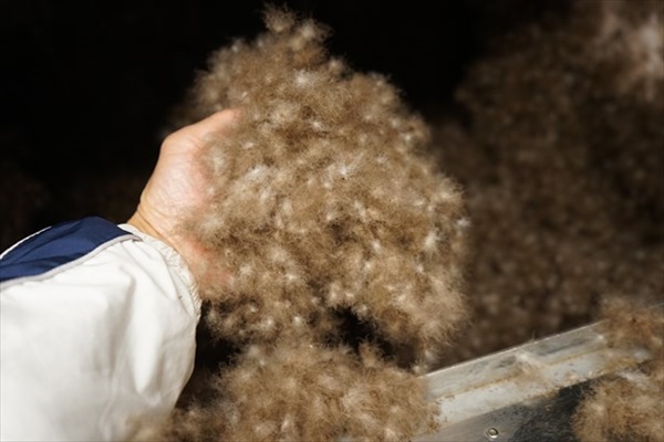 洗浄されたアイダーダック羽毛を高温で乾燥させます。