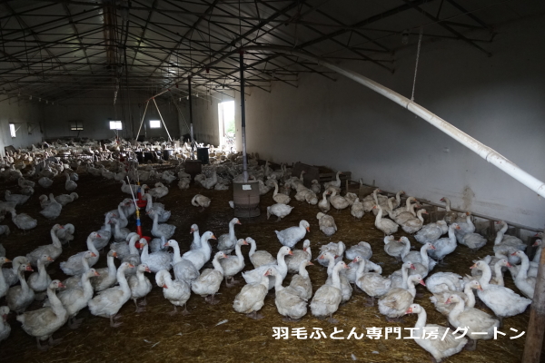 鵞鳥舎の風景