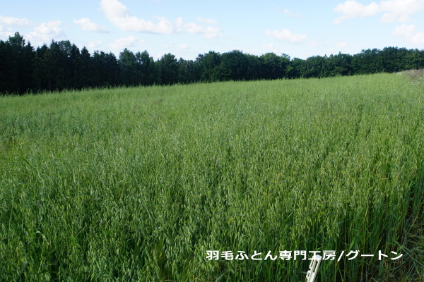 飼料用のカラス麦を栽培している畑です。