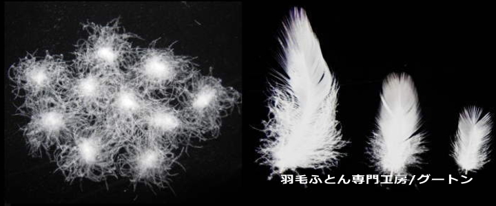 羽毛の種類にはダウンとスモールフェザーがあります。