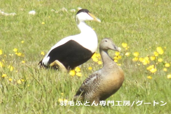 水鳥から採取される羽毛の種類はアイダーダック、マザーグース