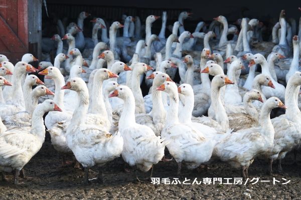 マザーグース・鵞鳥