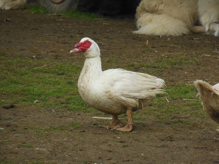 マスコビーダックの水鳥①