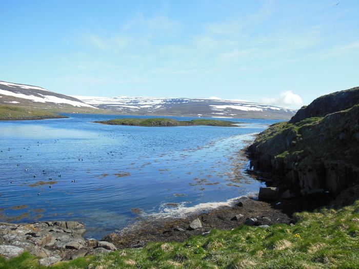 アイスランド、アイダーダックの島、アイエイ島。