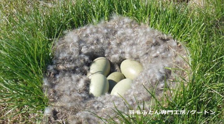 卵はアイダーダックの親鳥の羽毛に守られて温められています。